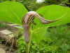 Arisaema fargesii bloem.jpg (27643 bytes)