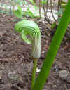 Arisaema galeatum bloem.jpg (89004 bytes)