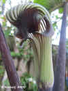 Arisaema ringens bloem (AROID).JPG (37871 bytes)