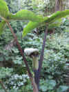 Arisaema ringens plant.JPG (685644 bytes)