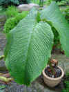 Arisaema speciosum blad.jpg (85671 bytes)