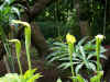 Arisaema tortuosum 1.jpg (432401 bytes)