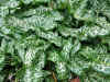 Arum italicum pictum blad.jpg (59643 bytes)