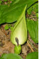 Arum maculatum bloem.jpg (61566 bytes)