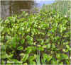 Calla palustris (AROID).JPG (88865 bytes)