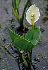 Calla palustris.JPG (36651 bytes)