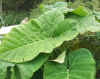 Colocasia antiquorum blad.JPG (156156 bytes)