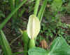 Colocasia antiquorum.JPG (154763 bytes)