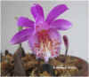 Pleione Tongariro (AROID).JPG (38020 bytes)