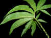 Sauromatum blad.jpg (1276574 bytes)