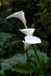Zantedeschia aethiopica bloem.jpg (3549362 bytes)