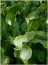 Zantedeschia aethiopica green goddess.JPG (32275 bytes)