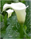 Zantedeschia_albomaculata.JPG (36642 bytes)