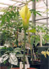 napalensis bloem.jpg (13834 bytes)